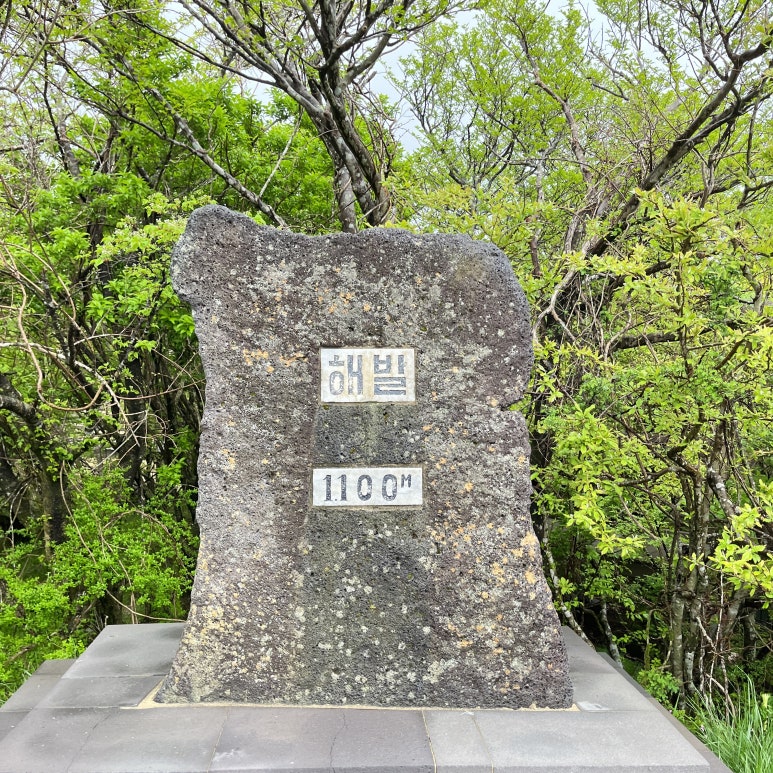 한라산 1100 고지에 올라갔다.