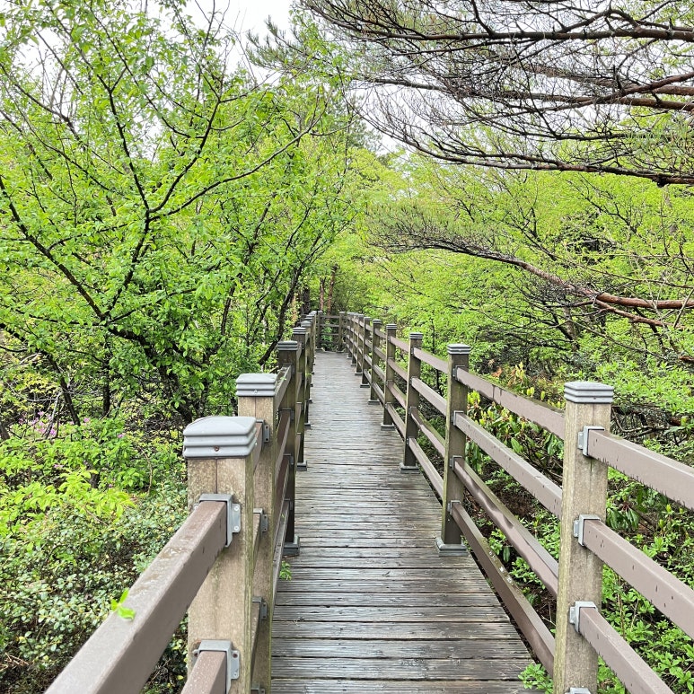 1100고지에 산책로를 걸으면서 신선한? 공기를 잔뜩 마시고 내려갔다.
