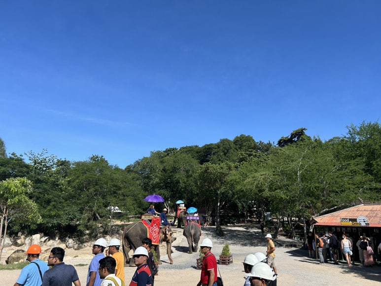 구경 다 하고 나가지 코끼리가 지나다니고 있다.