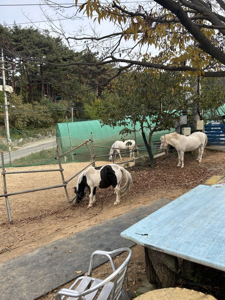 그리고 어머니와 함께 안면도에 여행을 다녀왔어요