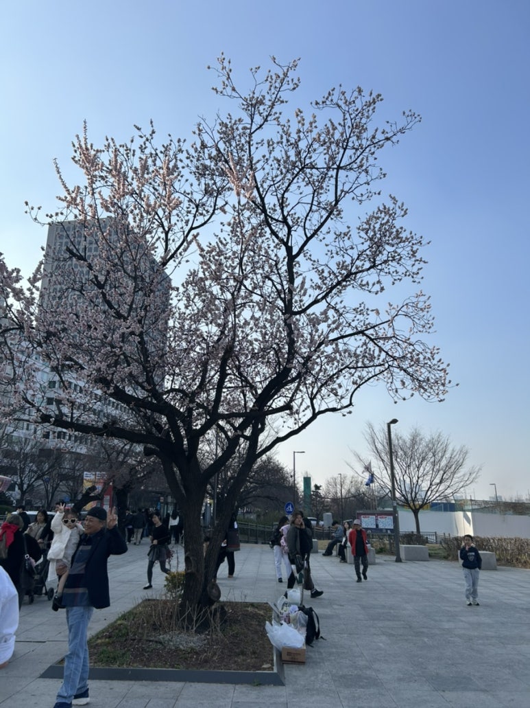 벚꽃이 필 시기쯤에 한강에 다녀왔어요
