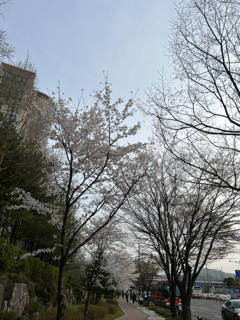 퇴근길에 벚꽃이 예쁘게 펴 있었어요