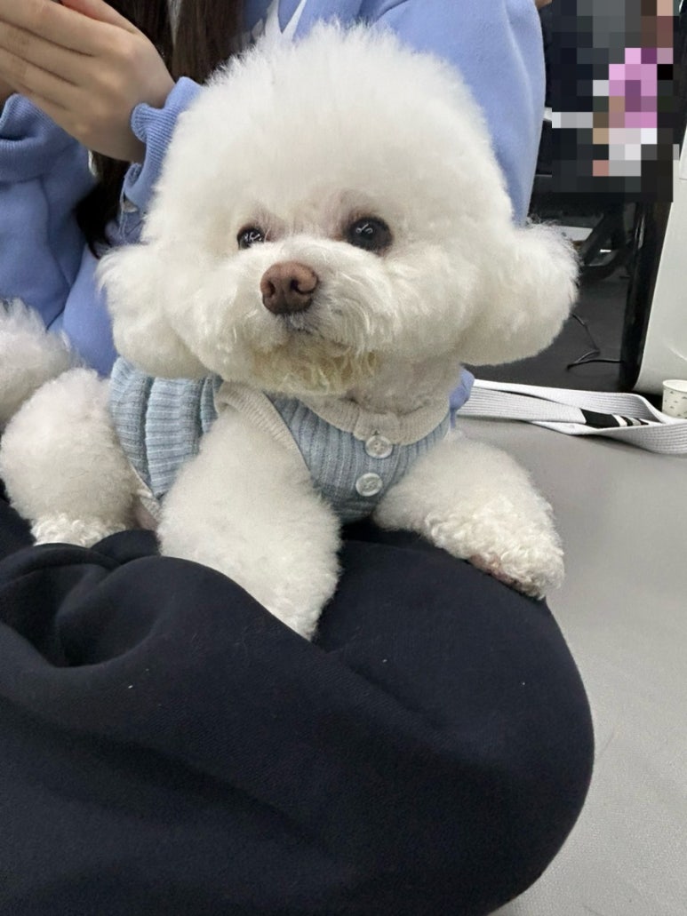 강아지도 가끔 등장해요