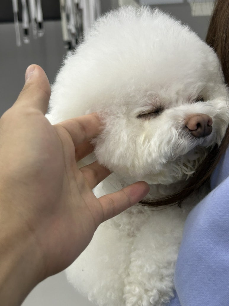 강아지도 가끔 등장해요