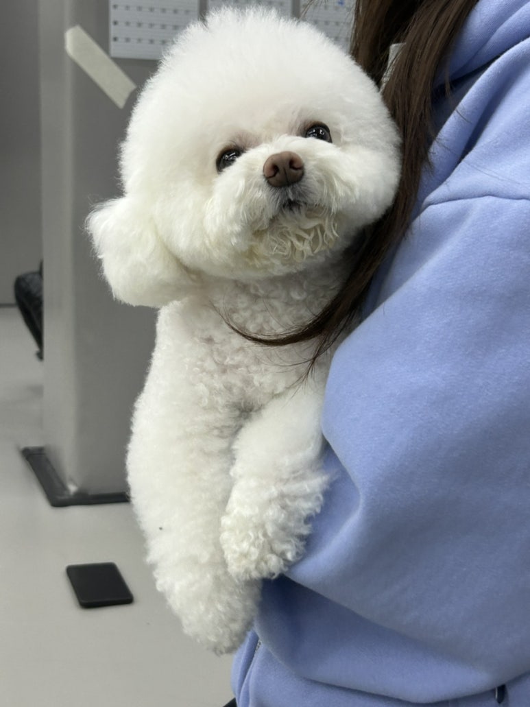 강아지도 가끔 등장해요