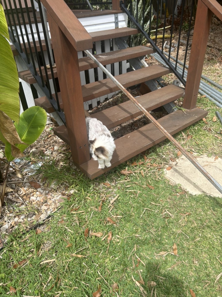 집고양이 같은데 밖에 앉아있는 걸 좋아하는 이상한&hellip;