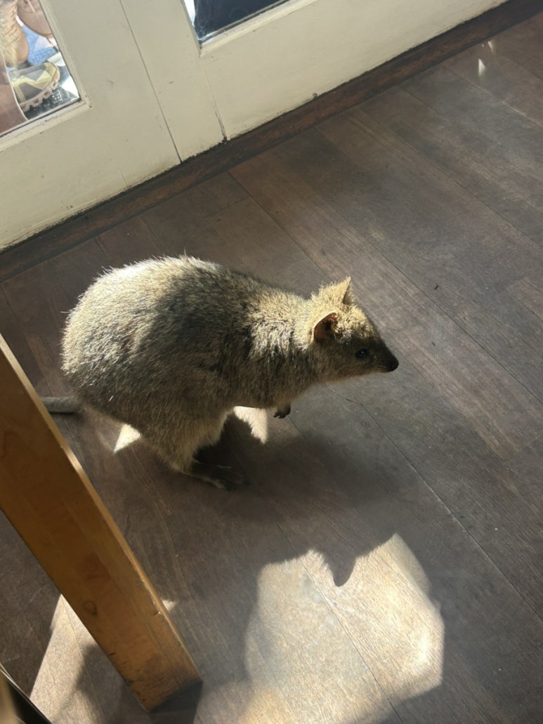 옆에 쿼카가 지나다녀요